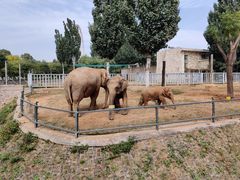 -石家庄市动物园