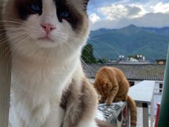 -喵屿·大理花园猫咖