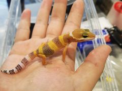 -酷以爬仙阁实体爬宠店·守宫·蜥蜴·专业繁育