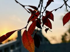 -八大山人梅湖景区