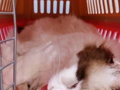 -纳吉亚猫专科动物医院·北北分院