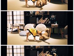 -逗柴咖啡屋·狗咖猫咖宠物桌游