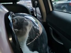 -凯特喵百思猫专科医院