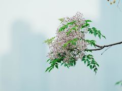 -月湖风景区