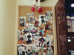 -Oh My Dog宠物沙龙(伊珊娜皮毛护理店)