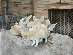-上海野生动物园