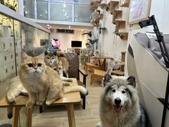 -李小姐の猫咖啡馆(五角场店)