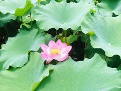 -陈家山荷花公园