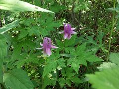 -白草畔自然风景区