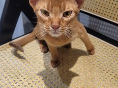 -琪喵猫屋·撸猫猫咖·猫舍