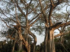 -瑞丽独树成林风景区