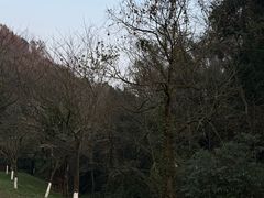 -都江堰中华大熊猫苑