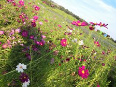 -莲花山花海
