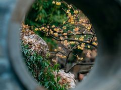 -个园