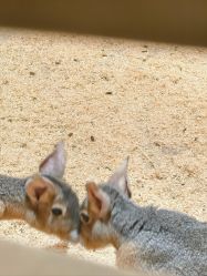 -Zoolung Zoolung动物主题公园(海信广场店)