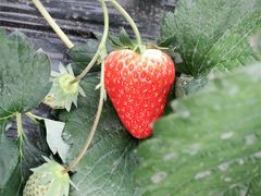 -胜丰草莓采摘园