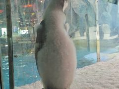 -帝企鹅自助餐厅•儿童岛•真企鹅(长隆企鹅酒店)