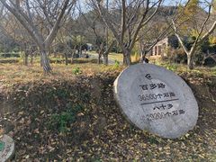 -千年银杏谷文化旅游区