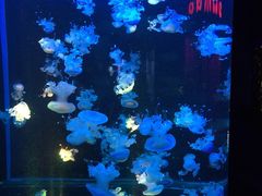 -梦幻海洋王国(吾悦广场张家港店)