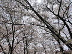 -苏州上方山国家森林公园