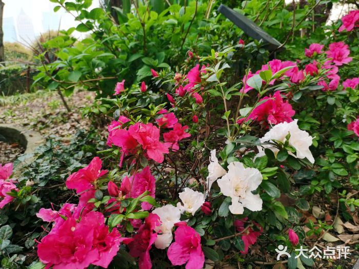 北外滩滨江绿地图片