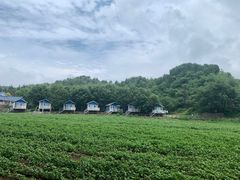 -紫海香堤香草艺术庄园