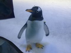 -芜湖新华联大白鲸海洋公园