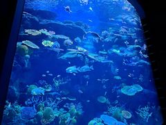 -暹罗海洋世界