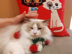 -CAT’S MEWSTAR CAFE·喵星球猫屋(晴湾咖啡店)
