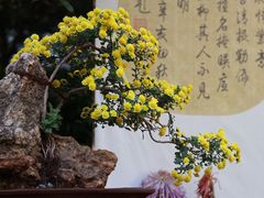 -杭州植物园