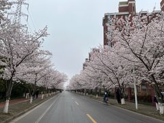 -高东镇樱花园