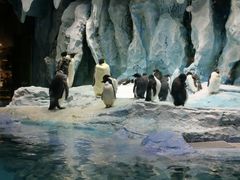 -帝企鹅自助餐厅•儿童岛•真企鹅(长隆企鹅酒店)