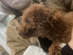 -伟伟宠物医院·CT影像中心·瑞派犬猫综合性门诊(汉口总院)