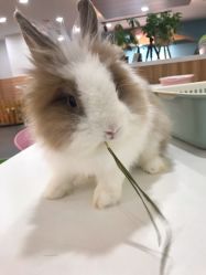 -Moni星球萌宠·小马宝莉·灵蛇·高端高阶全萌宠互动体验俱乐部(红豆国际广场店)