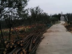 -绵阳盛世樱花悠乐谷