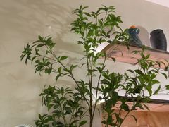 -甘婆婆醪糟汤圆