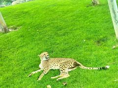 -北京野生动物园