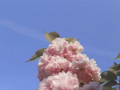 -新虹桥中心花园