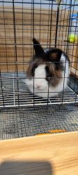 -Moni星球萌宠·小马宝莉·灵蛇·高端高阶全萌宠互动体验俱乐部(红豆国际广场店)