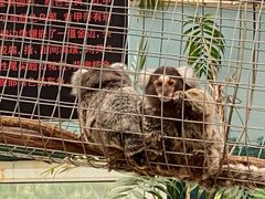 -西霞口神雕山野生动物世界