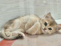 -青奢宠物·青奢猫舍