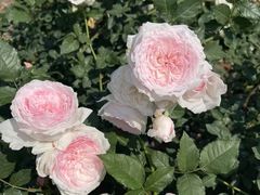 -人民公园(罗湖区)