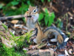 -五营红松林海景区