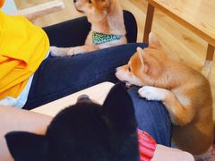 -柴犬小屋·柴餐厅·狗咖食堂(金鼎广场店)