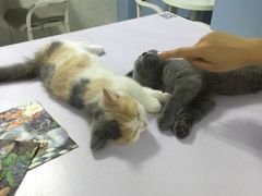 -喵的天空名猫咖啡馆·撸猫·猫舍·用品
