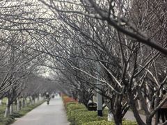 -高东镇樱花园