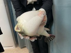 -鲐赏河豚(长寿店)