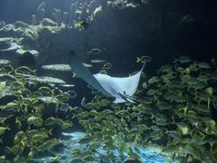 -海合安武汉极地海洋公园