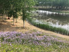 -东郊湿地公园