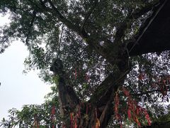 -尧坝古镇